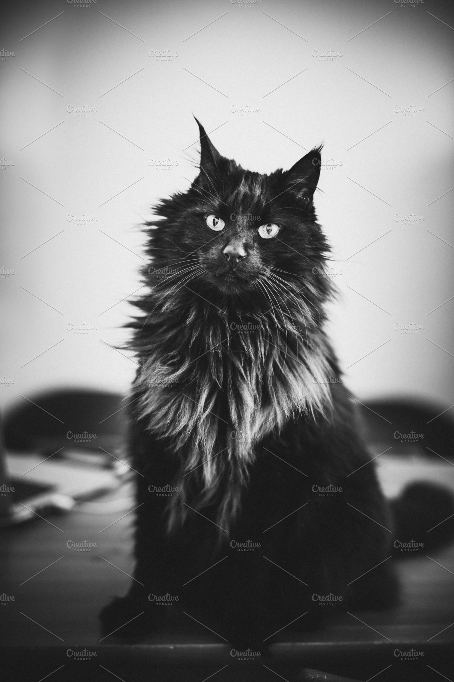 Cat Stock Picture