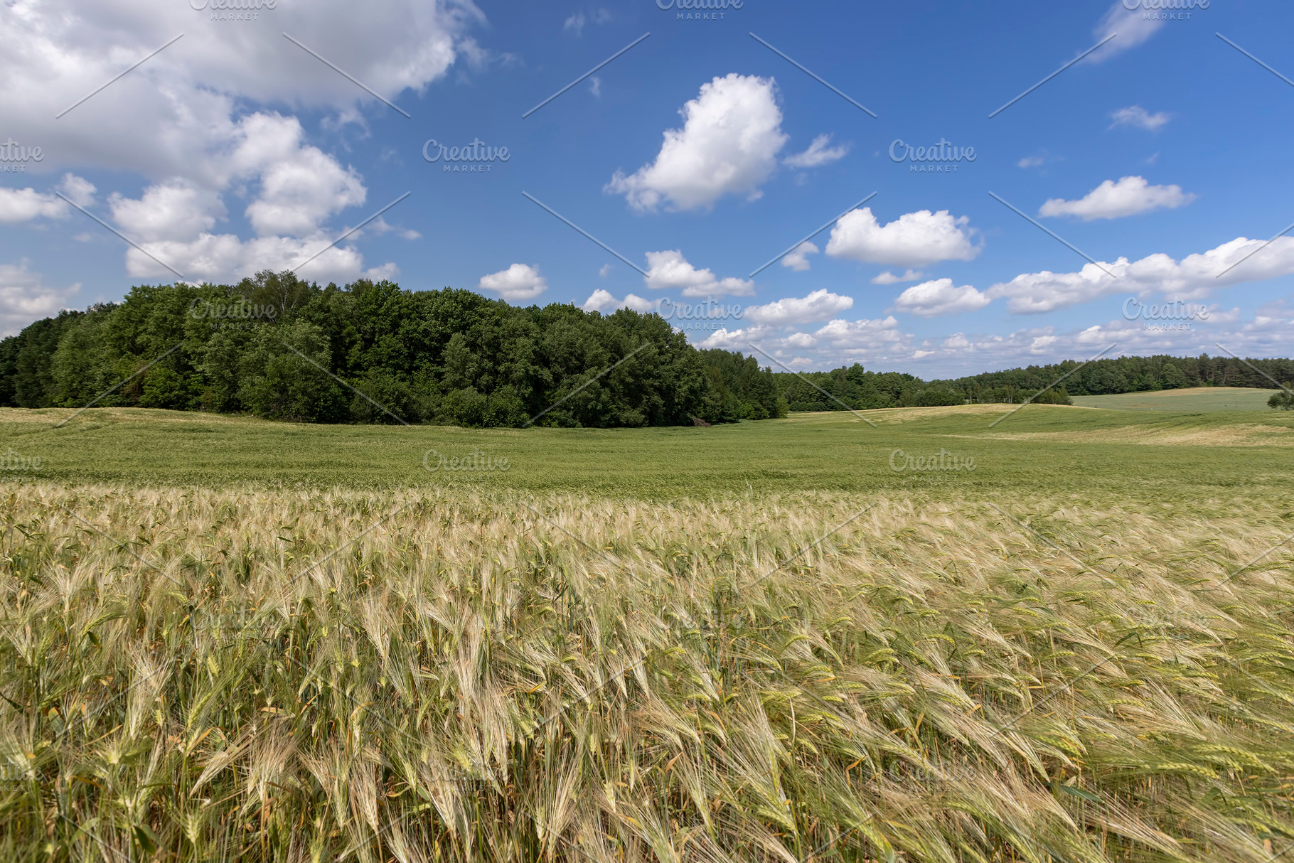 agricultural activities for the cultivation of cereals for food production, a Photo by rsoollAI