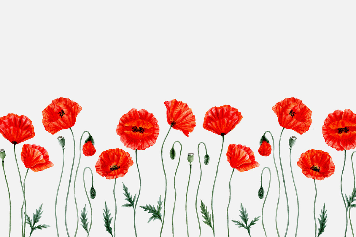 POPPY- clip art., an Illustration by ARTVracovska (Photo 4 of 4)