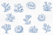 Vintage Marine Life Illustration Set, an Animal Illustration by NatalieArtShop (Thumbnail 12 of 20)