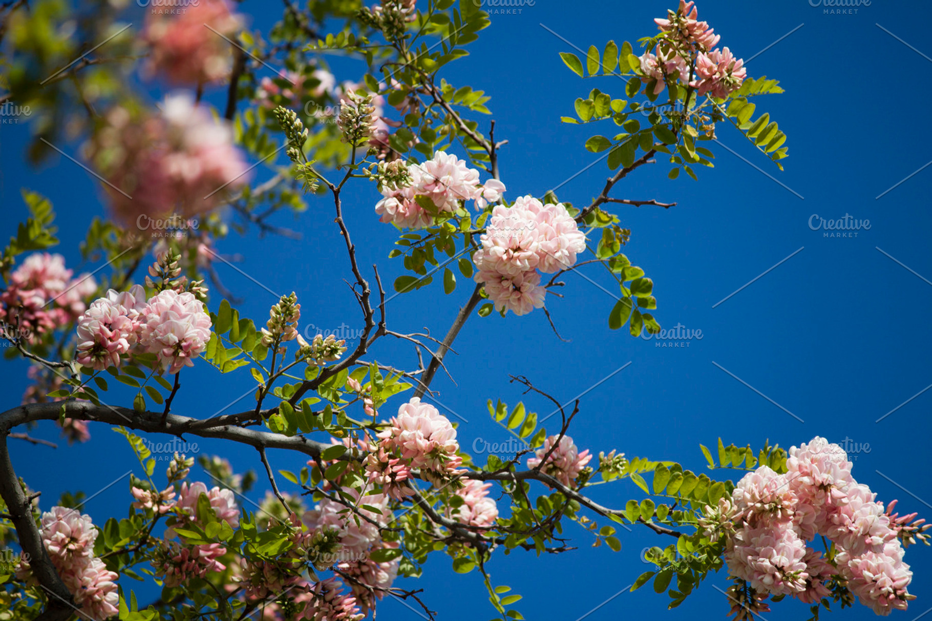 Blossom ii featuring nature, blossom, and pink flower