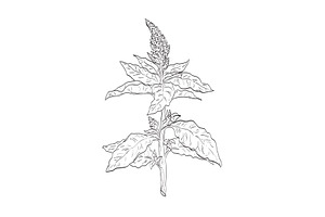 Redroot Pigweed Wild Plant Drawing