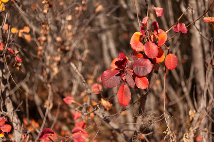 Close up of European smoke tree, Cotinus coggygria,, a Nature Photo by Bepslabor
