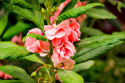 Pink tropical flower