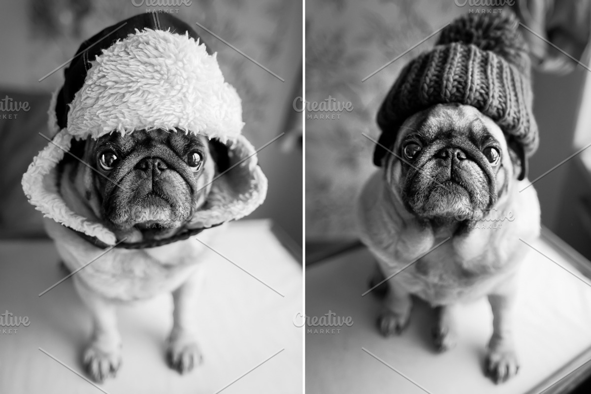 Creative Pug, an Animal Photo by WildStrawberry Magic (Photo 3 of 6)
