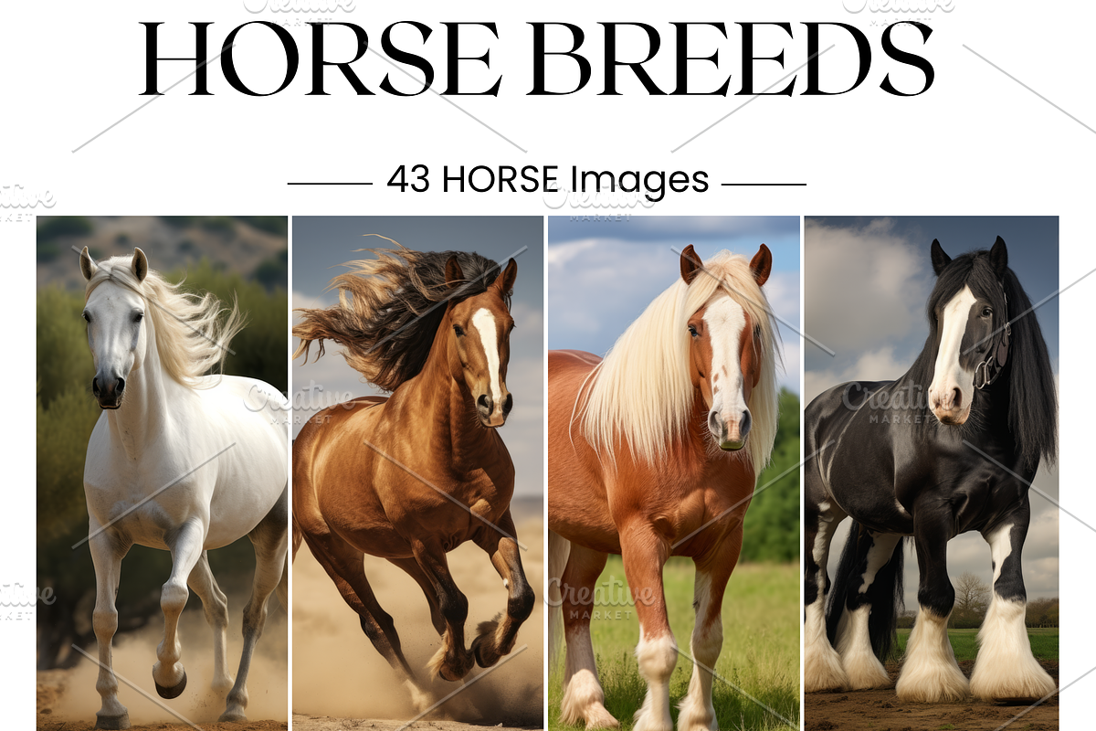 Horse Breeds Images, White Horses, an Animal Photo by BrushstrokeArtGB (Photo 1 of 5)