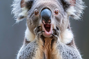 236 surprised animals, an Animal Photo by Handmadefont (Thumbnail 74 of 241)