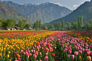 Tulips bloom beneath mountains, a Photo by Pavel_design