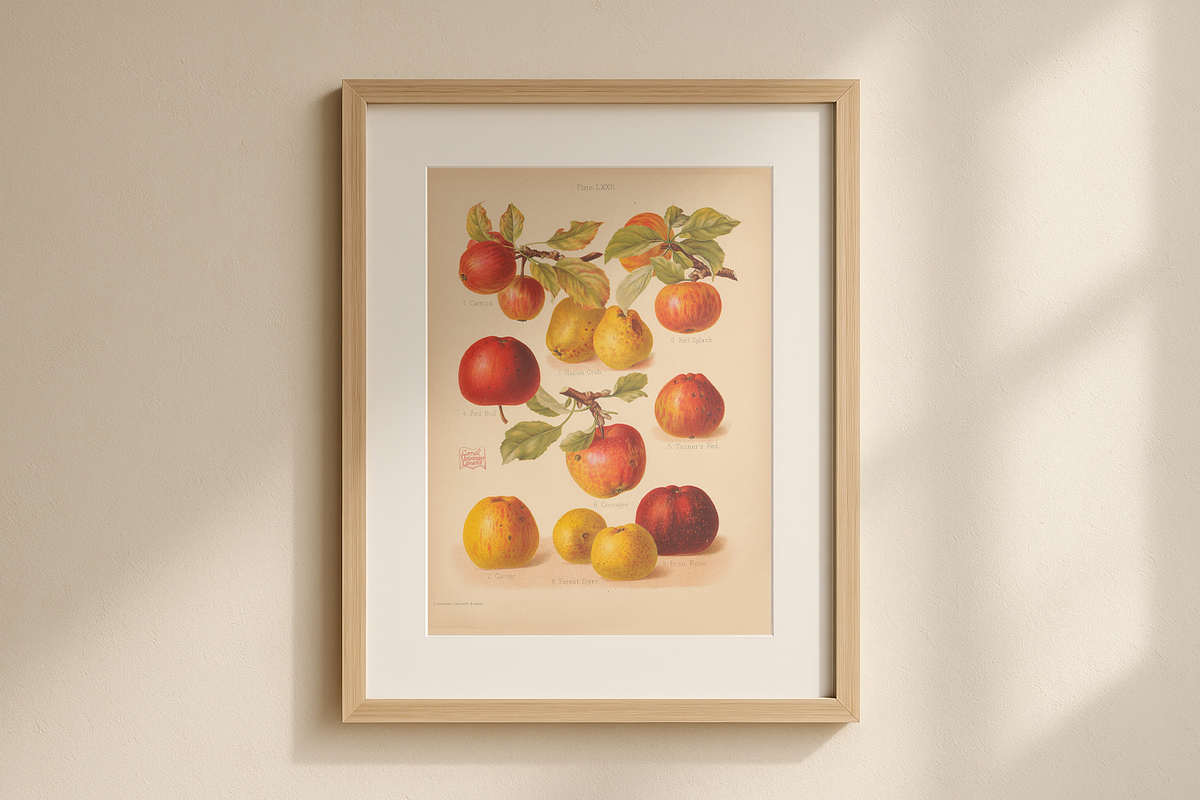 Rare! The Herefordshire Pomona, a Food Illustration by Digital Museum (Photo 10 of 10)