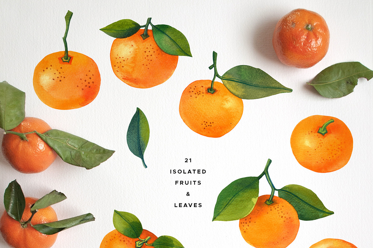 Fruit & Vegetable Watercolor Bundle, a Decorative Illustration by Olga Begak Art & Design (Photo 8 of 13)