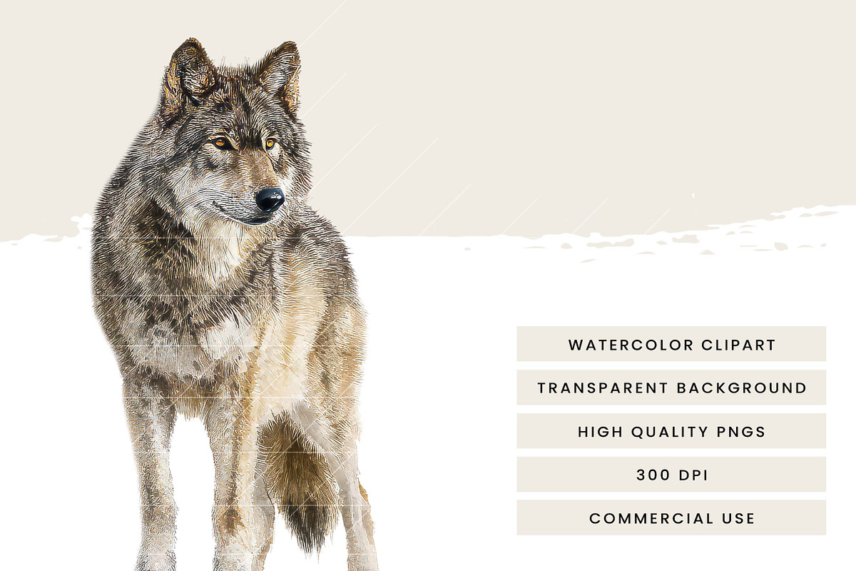 Watercolor Wolf Clipart Set, an Animal Illustration by Design Scotch (Photo 6 of 8)