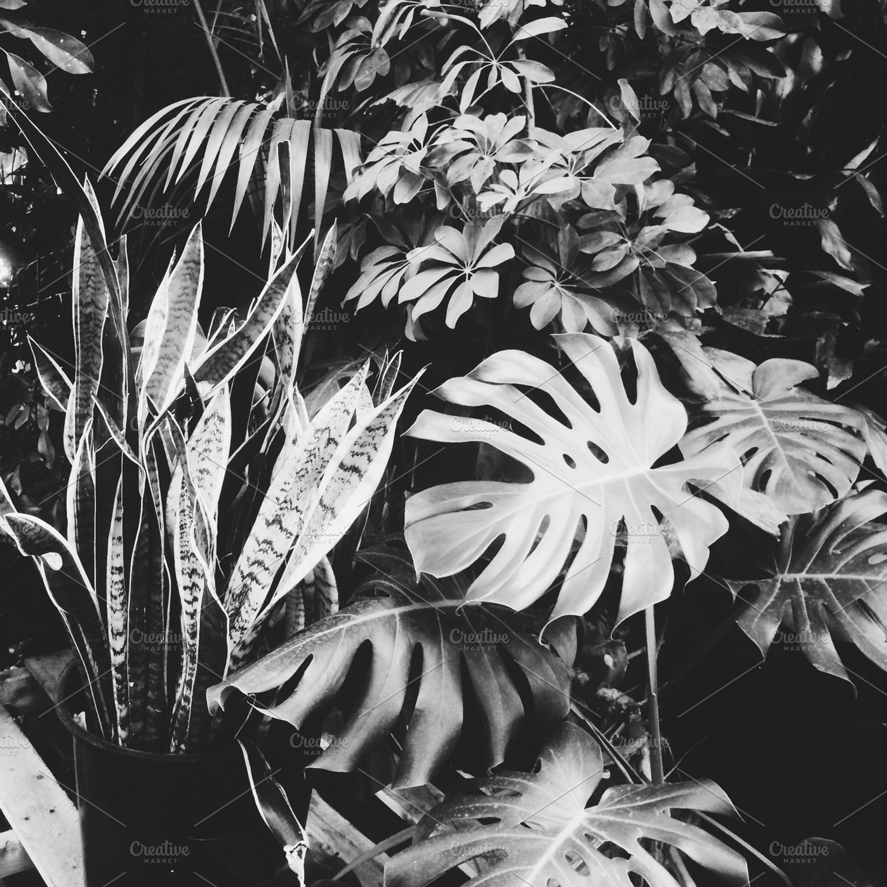 Black and White Tropical Plants, a Nature Photo by Juliet Meeks Design