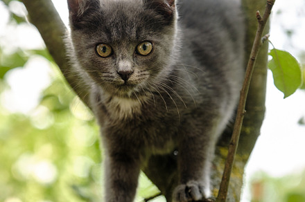 A Beautiful young Cat sitting on a tree. Cute pet on a natural green background, an Animal Photo by Rohan Photography