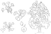 Botanical Line Art Bundle, an Illustration by Graphic Cook (Thumbnail 5 of 8)