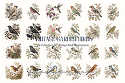 Vintage Garden Birds Illustrations, a Decorative Illustration by youtoview (Thumbnail 3 of 17)