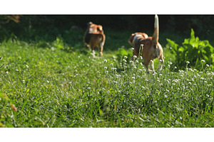 Two beagle dogs walking away on, an Animal Photo by Goinyk