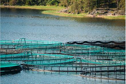Fisheries, Fish Farm In Summer Lake, a Nature Photo by Our Amazing World