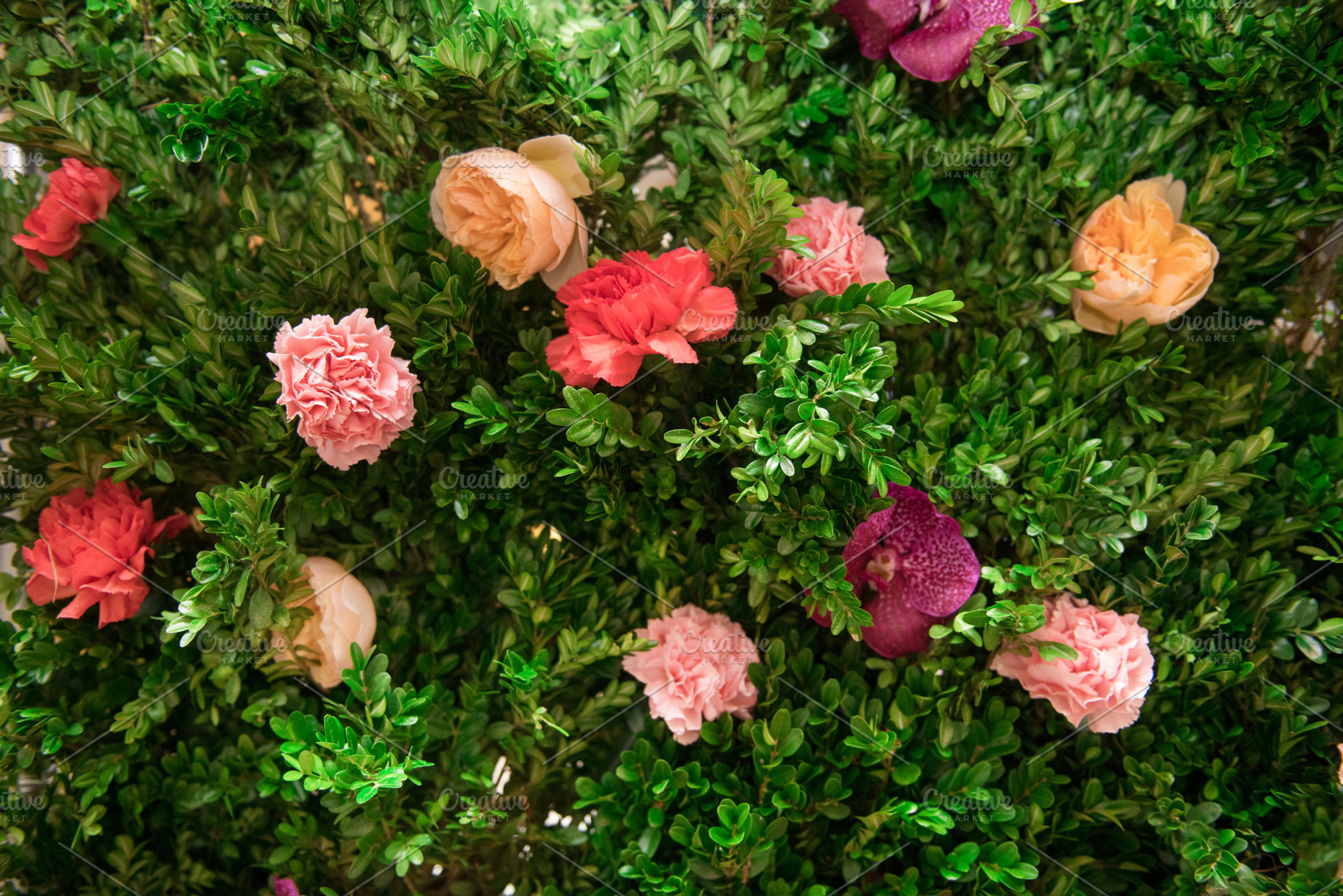 Green plants and rose flowers, an Abstract Photo by New York Art Store