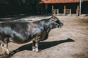 Black bull on sunny farmyard, an Animal Photo by SkyNext