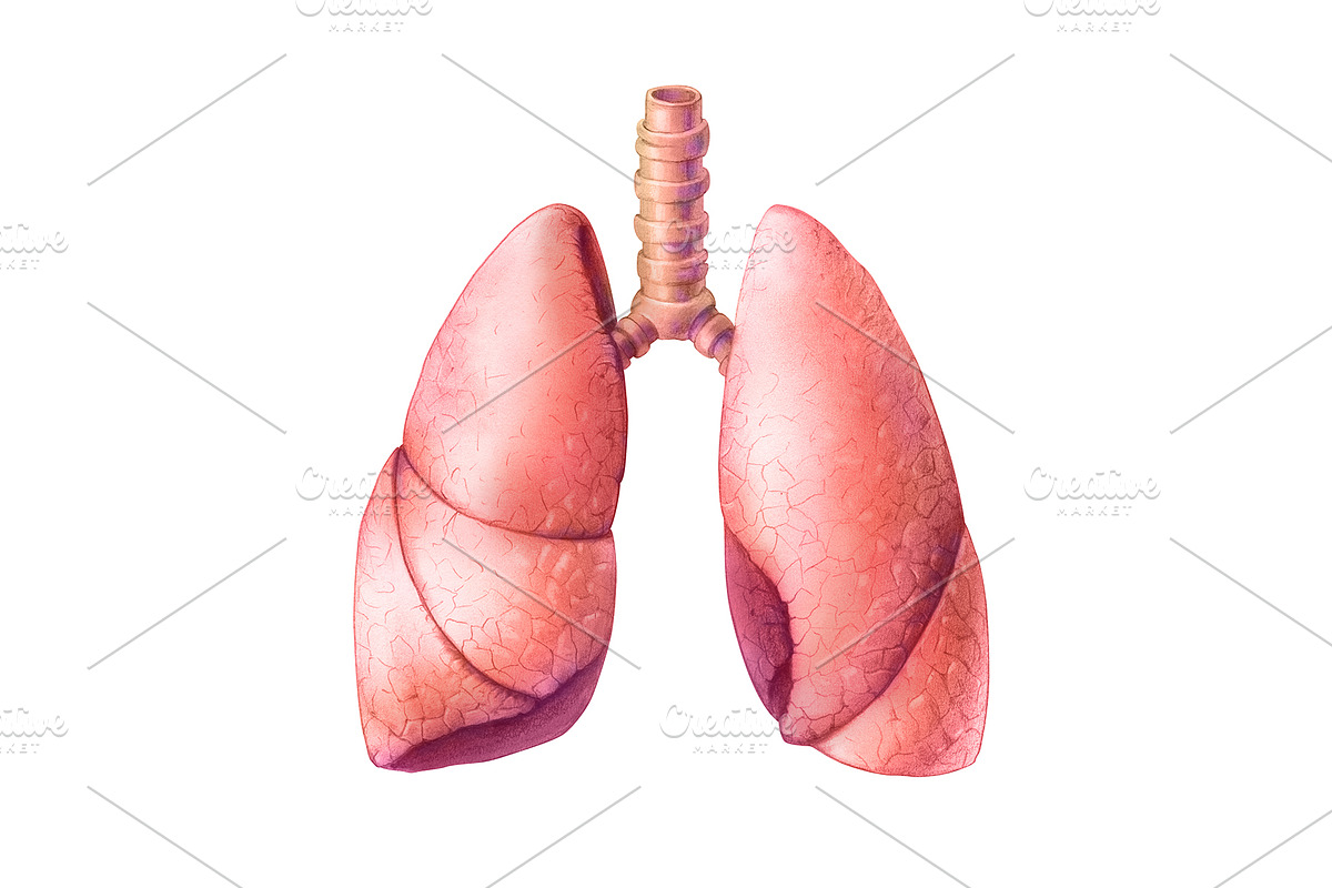 Human Organs Illustration Set, a Healthcare Illustration by Anna Repp Illustration (Photo 6 of 14)