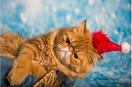 Angry cat in red Santa Claus hat on, an Animal Photo by COLORFUL