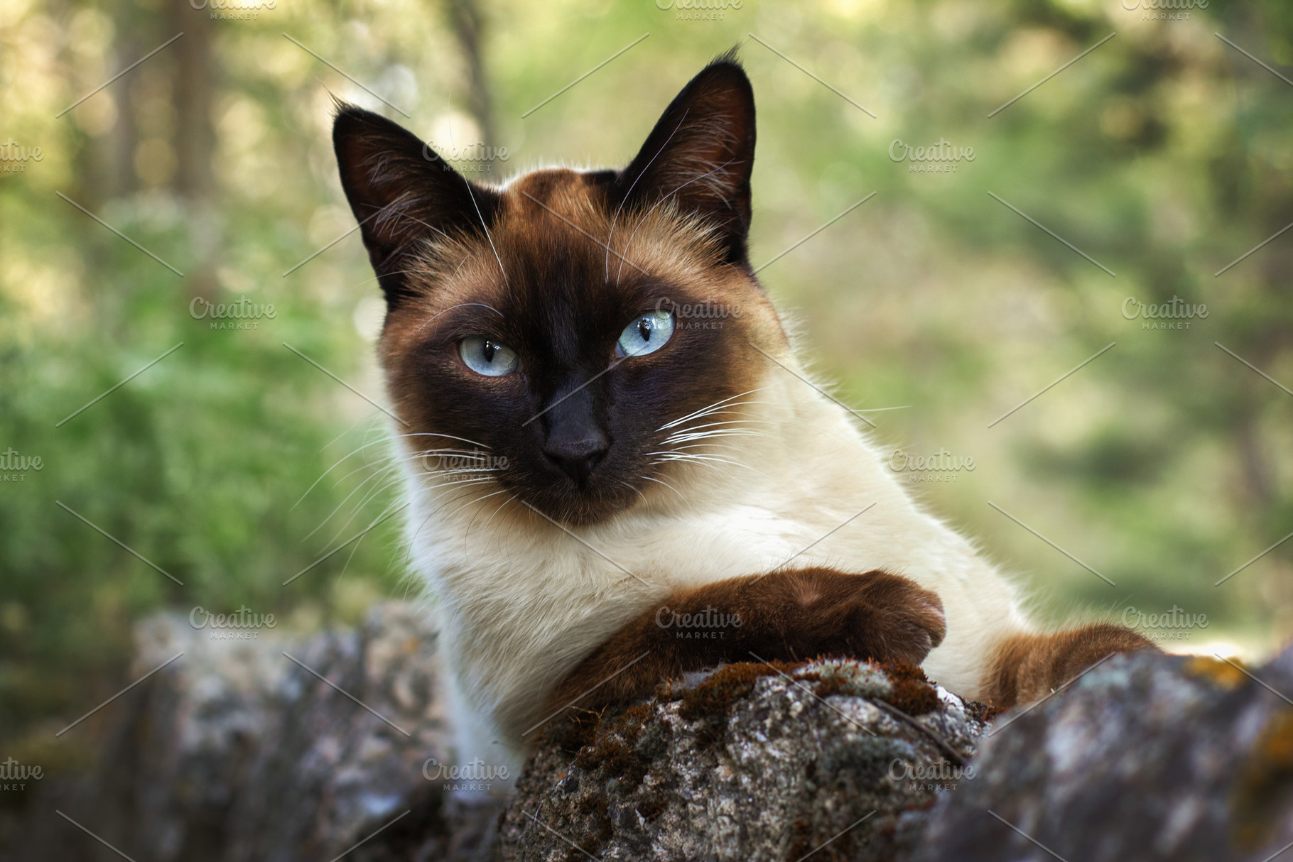 Blue-eyed Siamese cat resting on a r, an Animal Photo by Perpis