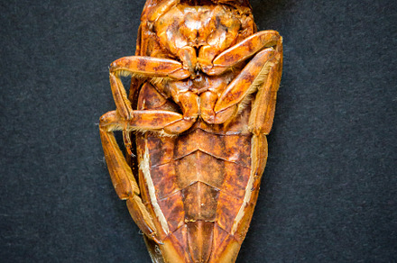 Dead dried cockroach isolated on black, an Animal Photo by GoodGoods