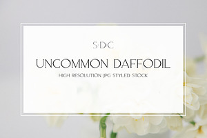 Uncommon Daffodil Styled Stock