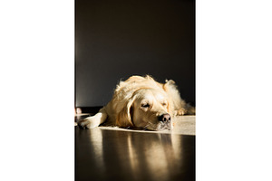 Golden retriever relaxing quietly in, an Animal Photo by IlliaBondarPhotography