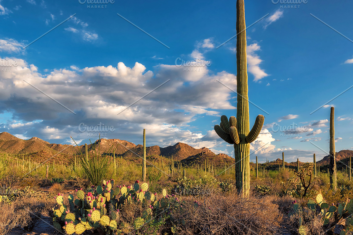 Saguaro National Park, a Nature Photo by Lucky Photographer (Photo 1 of 2)