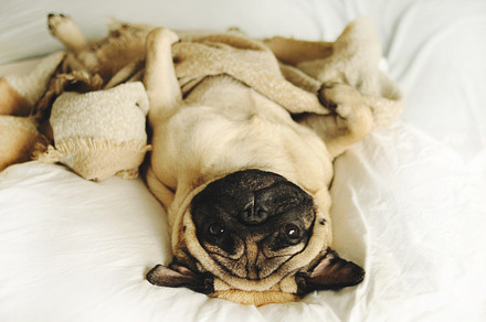 Funny pug lying in blancket