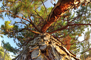98 Trees view from below, a Nature Photo by Handmadefont (Thumbnail 70 of 98)