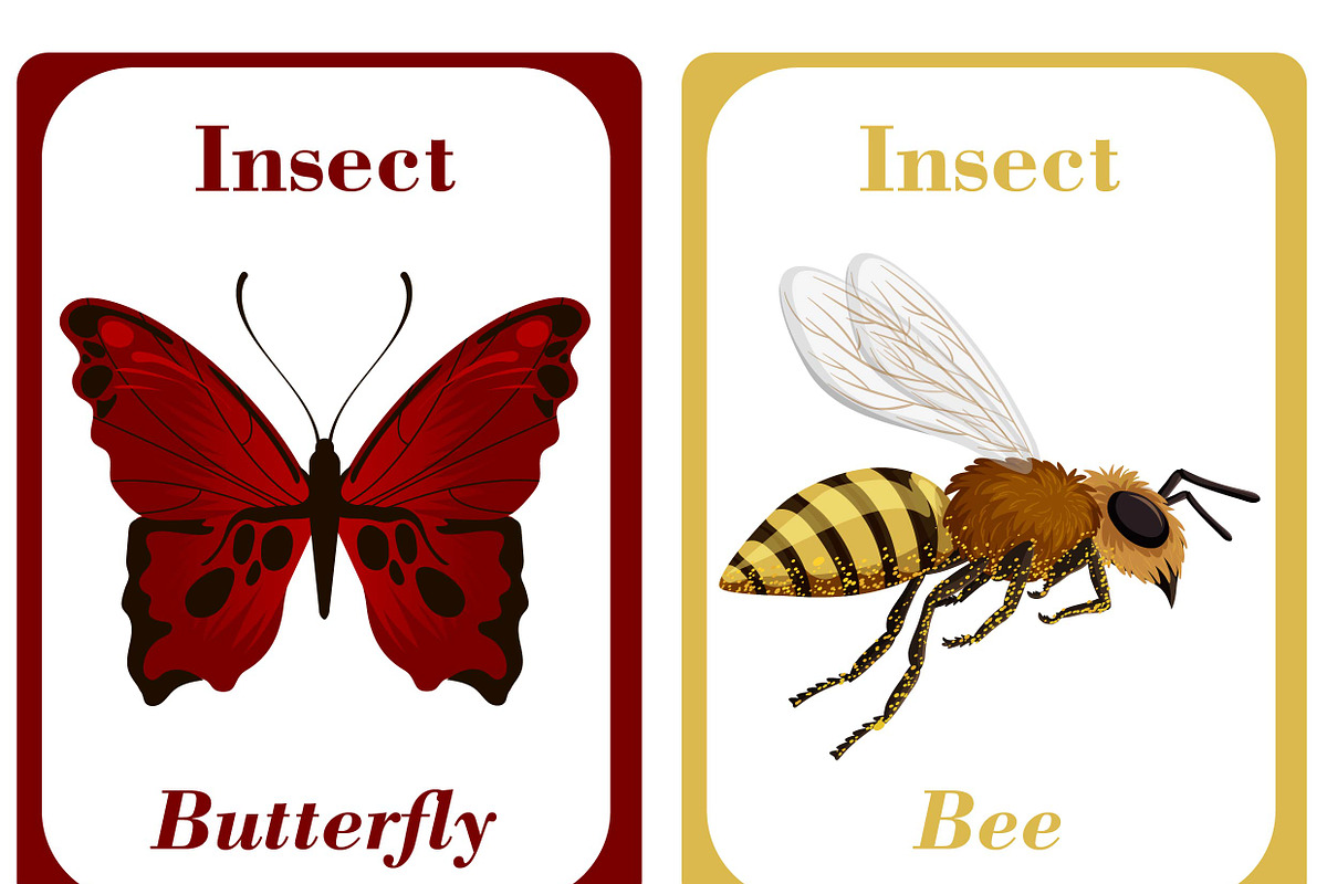 Insects Flash Cards for Kids, a Card Template by DigitalsDesigns (Photo 2 of 5)