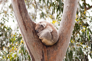 Koala Sleeping In Gum Tree, an Animal Photo by THP Creative