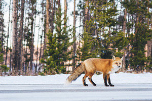Fox on snowy mountain road stock photo containing red and fox