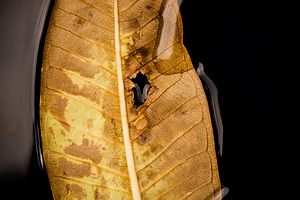 Autumn Leaf On Water, a Nature Photo by THP Creative