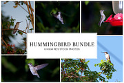 Hummingbird Stock Bundle, an Animal Photo by r.r.palacios (Thumbnail 1 of 7)