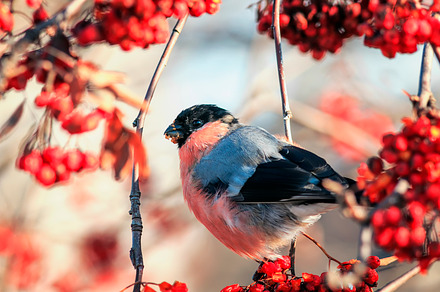 plump red bullfinch bird sits, a Nature Photo by nataba