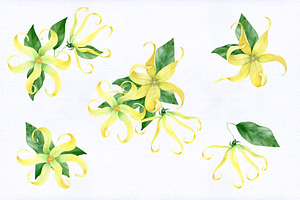 SALE. Ylang. Watercolor Collection