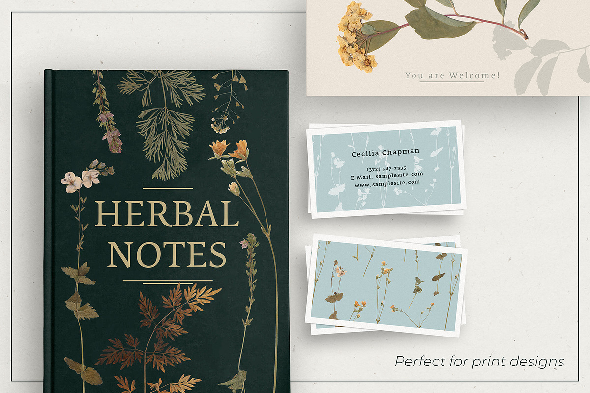 Herbarium Pressed Herbs PNG Set, a Decorative Illustration by dlinnaya (Photo 4 of 6)