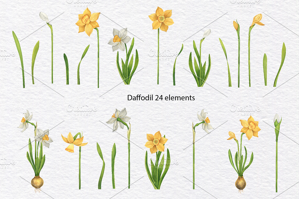 Watercolor wild spring flowers set, a Decorative Illustration by KathrineWatercolor (Photo 5 of 10)