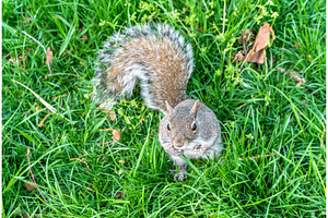Eastern gray squirrel in new york city usa stock photo containing squirrel, an Animal Photo by Leonid Andronov
