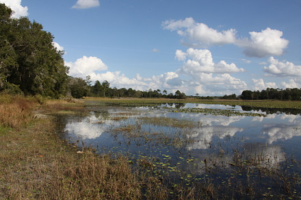 Lake in Gold Head Branch State Park