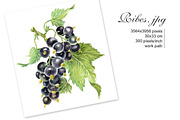 Watercolor Black Сurrant, an Illustration by Marina.Markizova (Thumbnail 2 of 4)