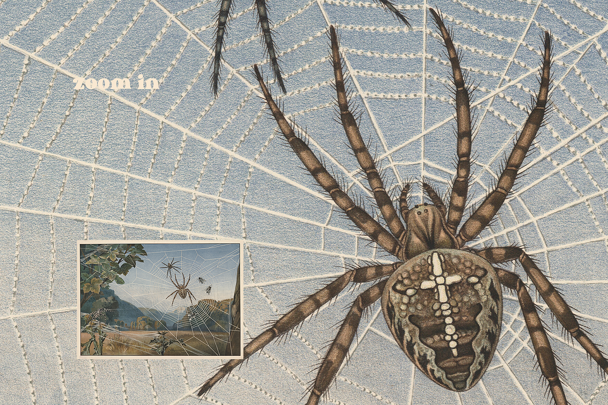 Alfred Fiedler Täubler’s Animals, an Animal Illustration by Digital Museum (Photo 6 of 12)
