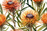 Pincushion Protea Flowers, a Decorative Illustration by Karliefie (Thumbnail 3 of 8)