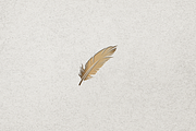 Minimalist Luxury Feather Logo, a Branding & Logo Template by Luxury Logos (Thumbnail 4 of 4)