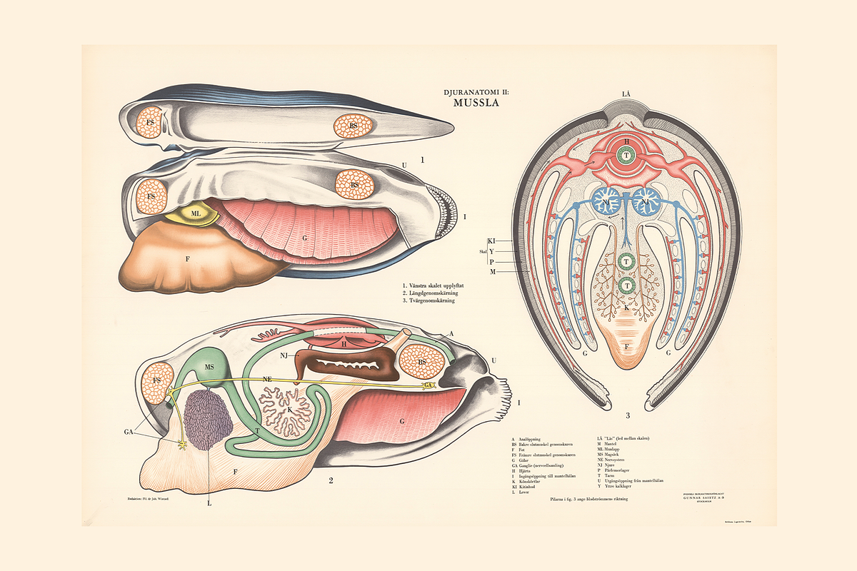 Rare Vintage Animal Anatomy, an Animal Illustration by Digital Museum (Photo 8 of 8)