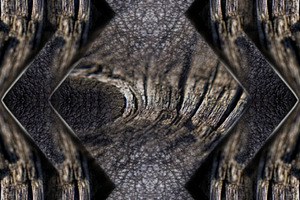 Texture of trees