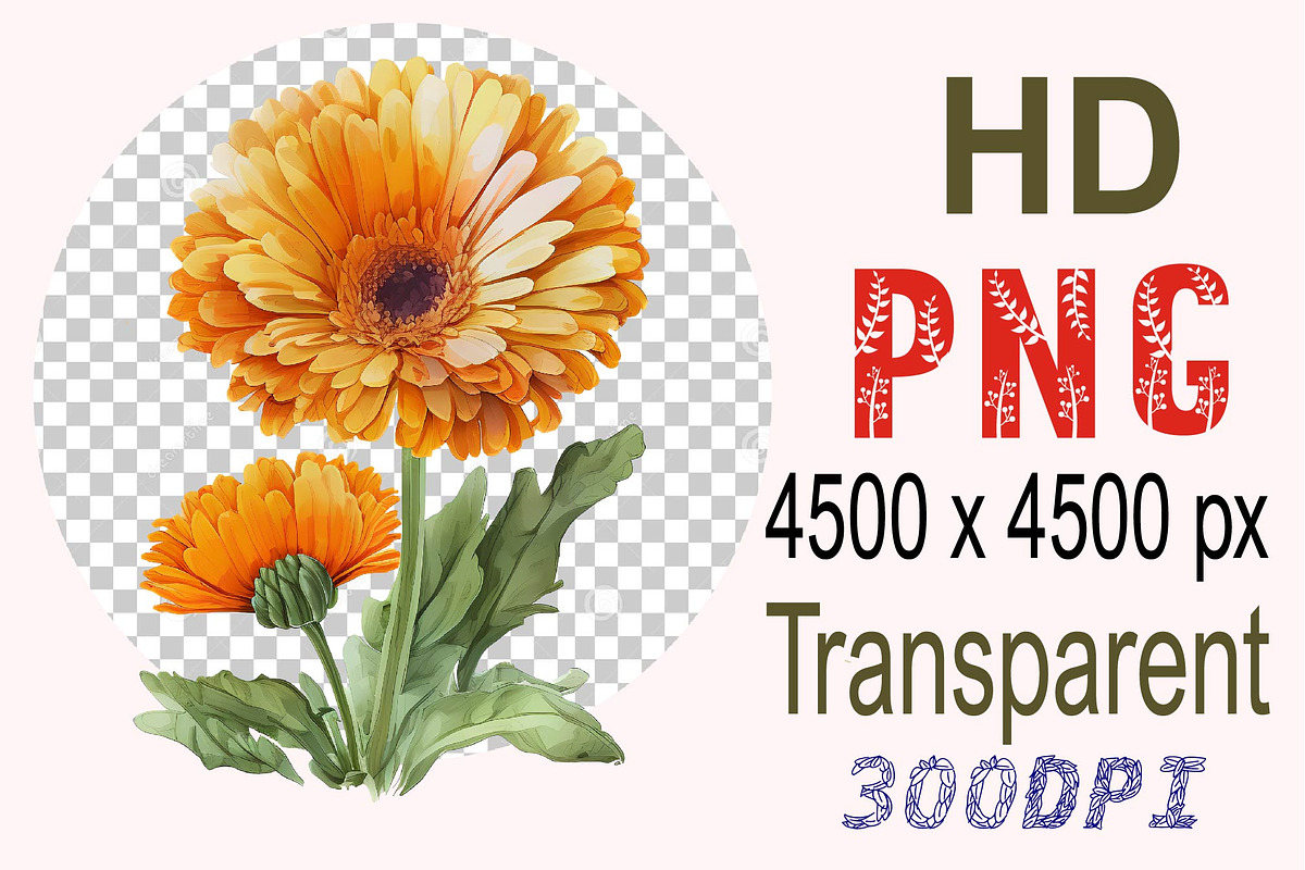 Watercolor Calendula Flowers Set, a Decorative Illustration by ARTify Illustrations (Photo 3 of 3)